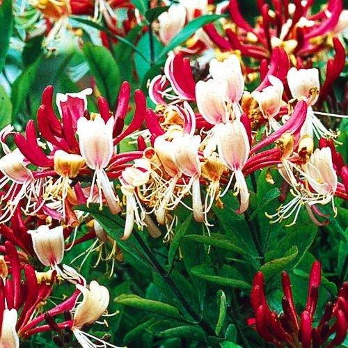 

Жимолость Serotina (саженцы)