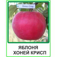 

Яблуня Хоней Крисп