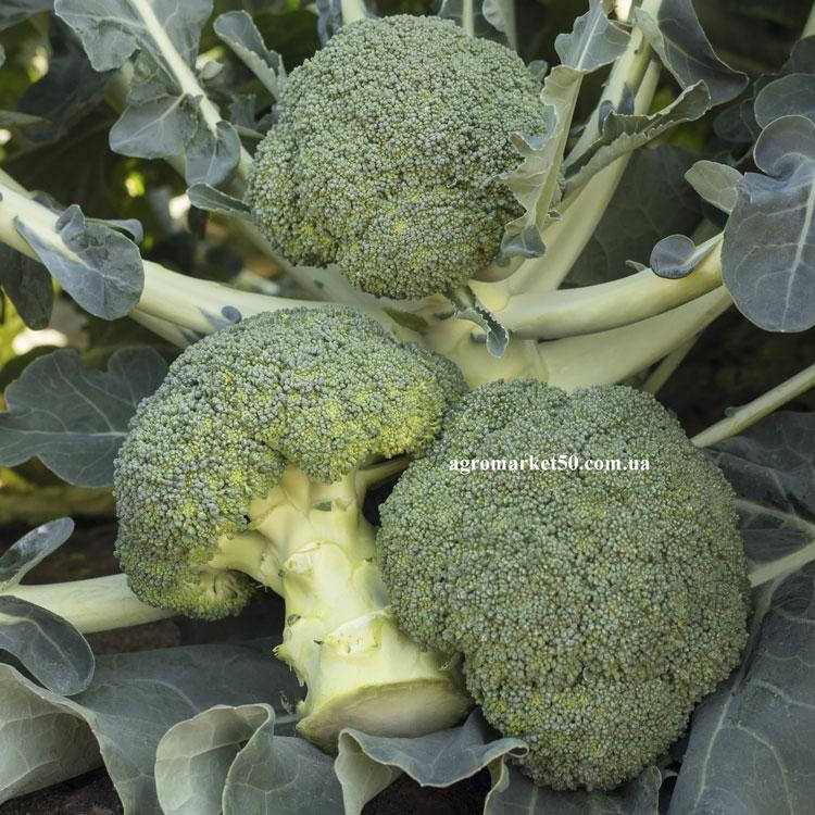 Капуста брокколи Батавия F1 25 семян