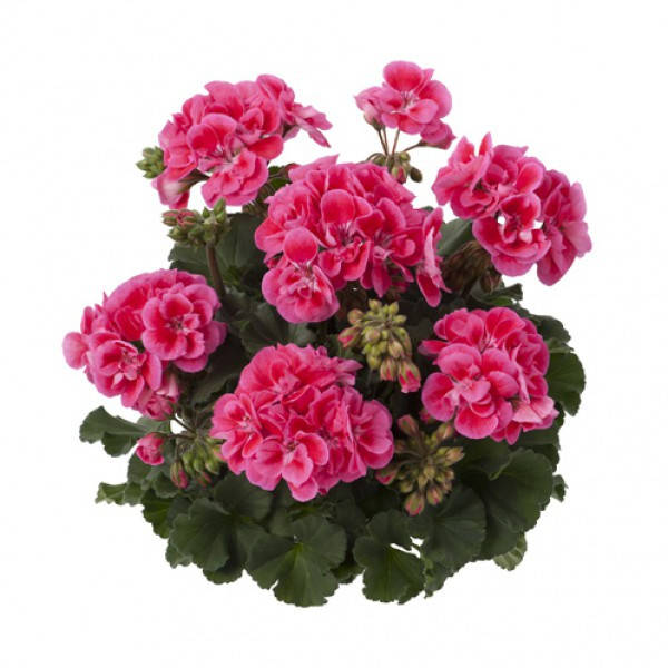 

Пеларгония Toscana Dolce Vita Claudio rose eye