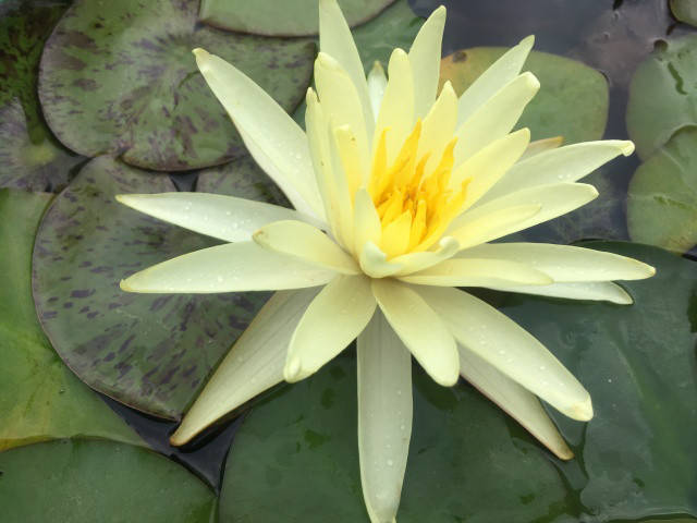 

Нимфея "Еллоу Куин" (Nymphaea "Yellow Queen") (деленка, черенок)