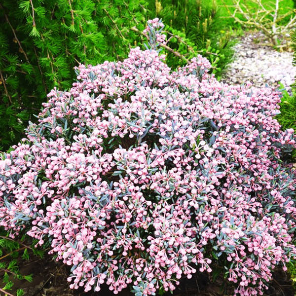 

Андромеда многолистная Блю Лагун / Andromeda polifolia Blue Lagoon