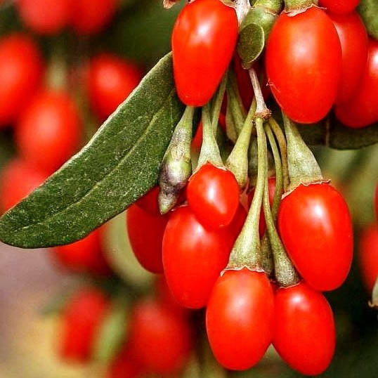 

Саженцы Годжи Биг Берри (Big Berry) - средняя, крупноплодная, ремонтантная