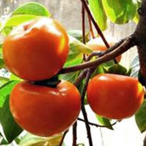 

Саженцы хурмы «Шарон» - 2-летний