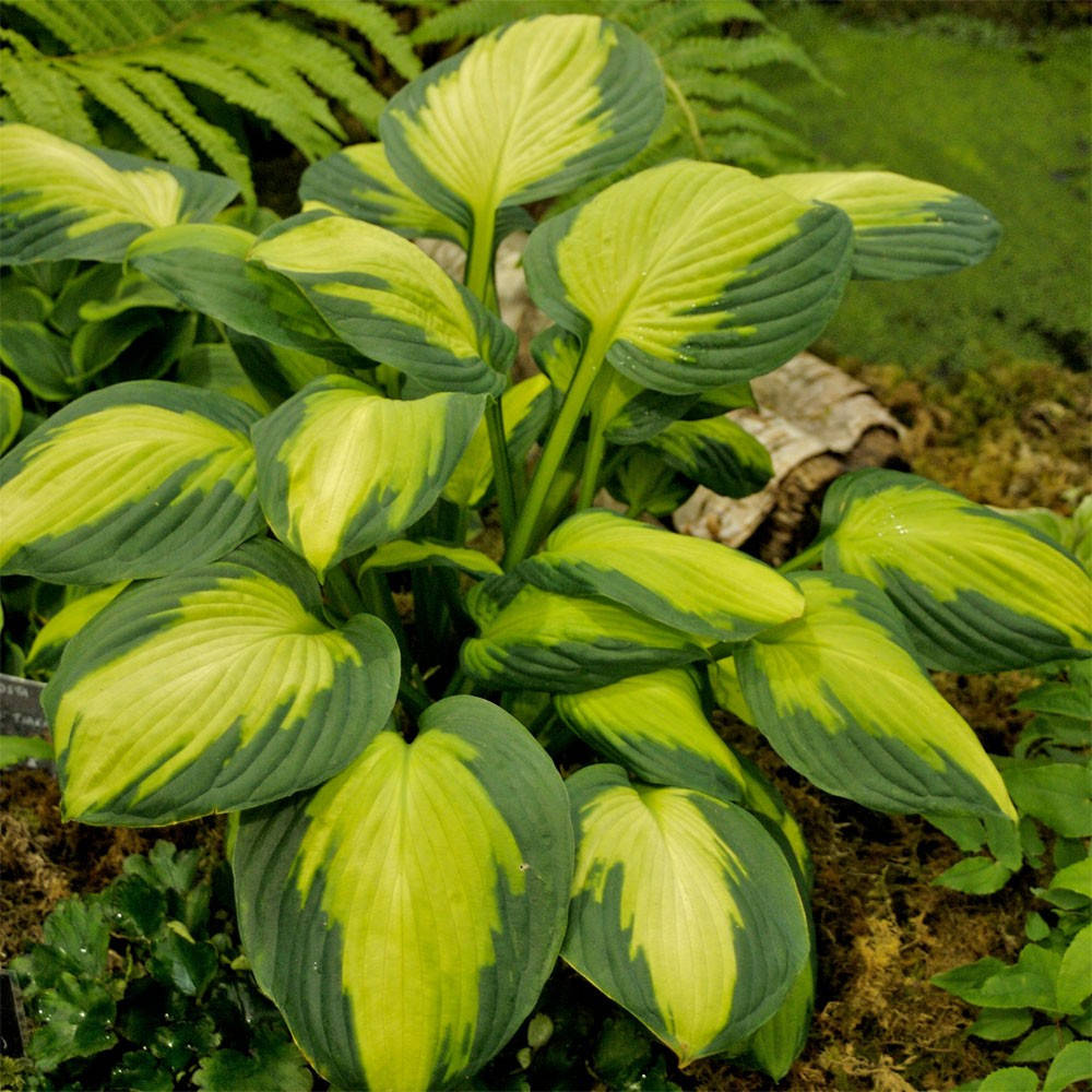 

Хоста Капитан Кирк, Hosta Captain Kirk