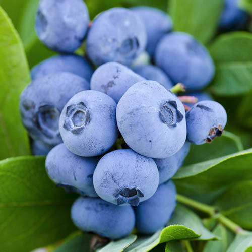 

Лохина Спартан