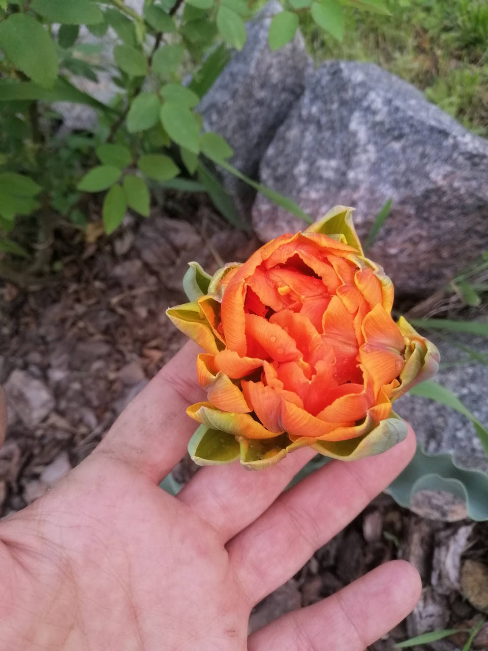 

Тюльпан махровый Orange Princess ( Оранж Принцесс )