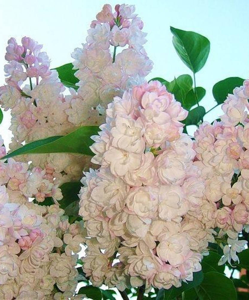 

«Красавица Львова