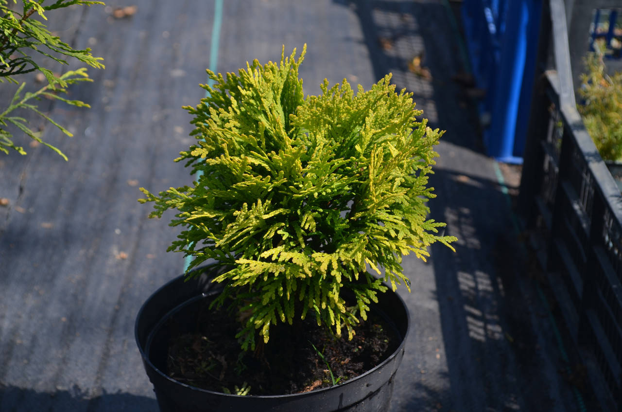 

Даника. Голден даника