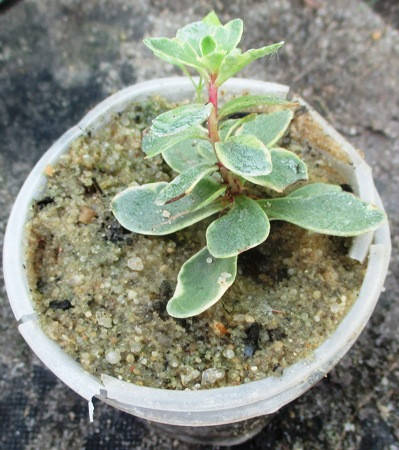 

Очиток камчатський варієгата. Розсада в контейнеравх д5.