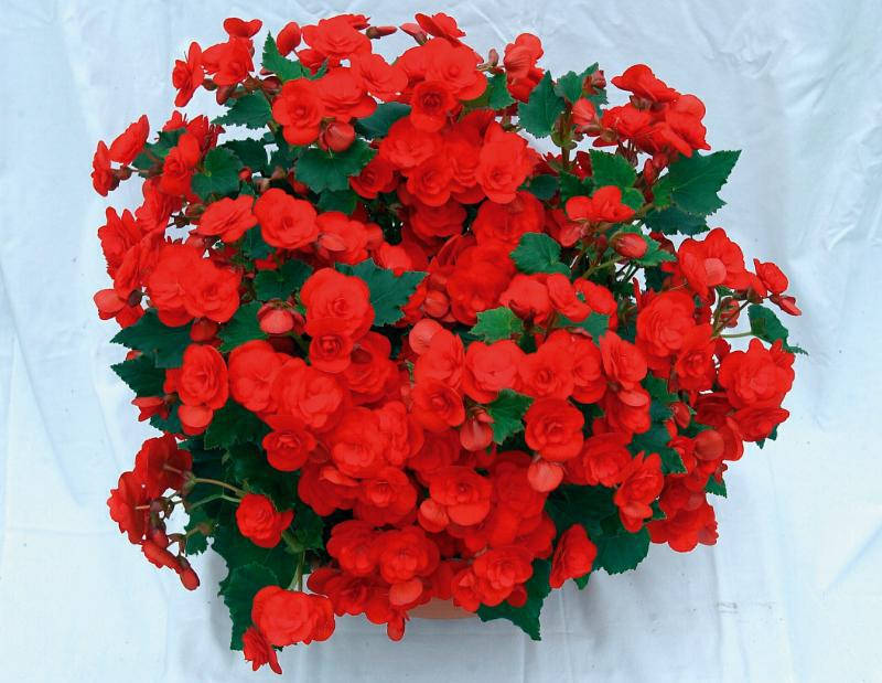 

Бегония ампельная Solenia Red