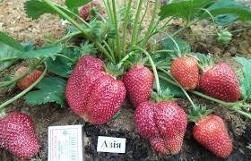 

Саженцы клубники Азия