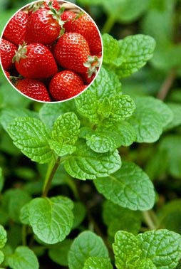 

М'ята Полунична/Мята Клубничная/Strawberry mint