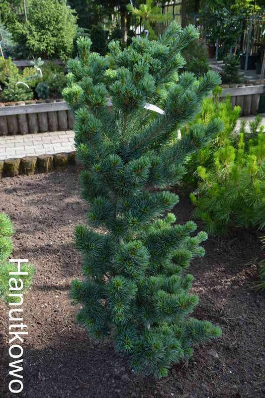 

Pinus parviflora AOI nishiki C-5