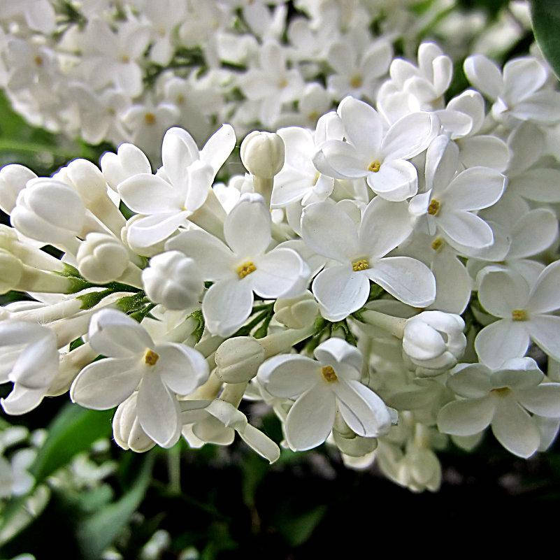 

Сирень белая, Syringa vulgaris
