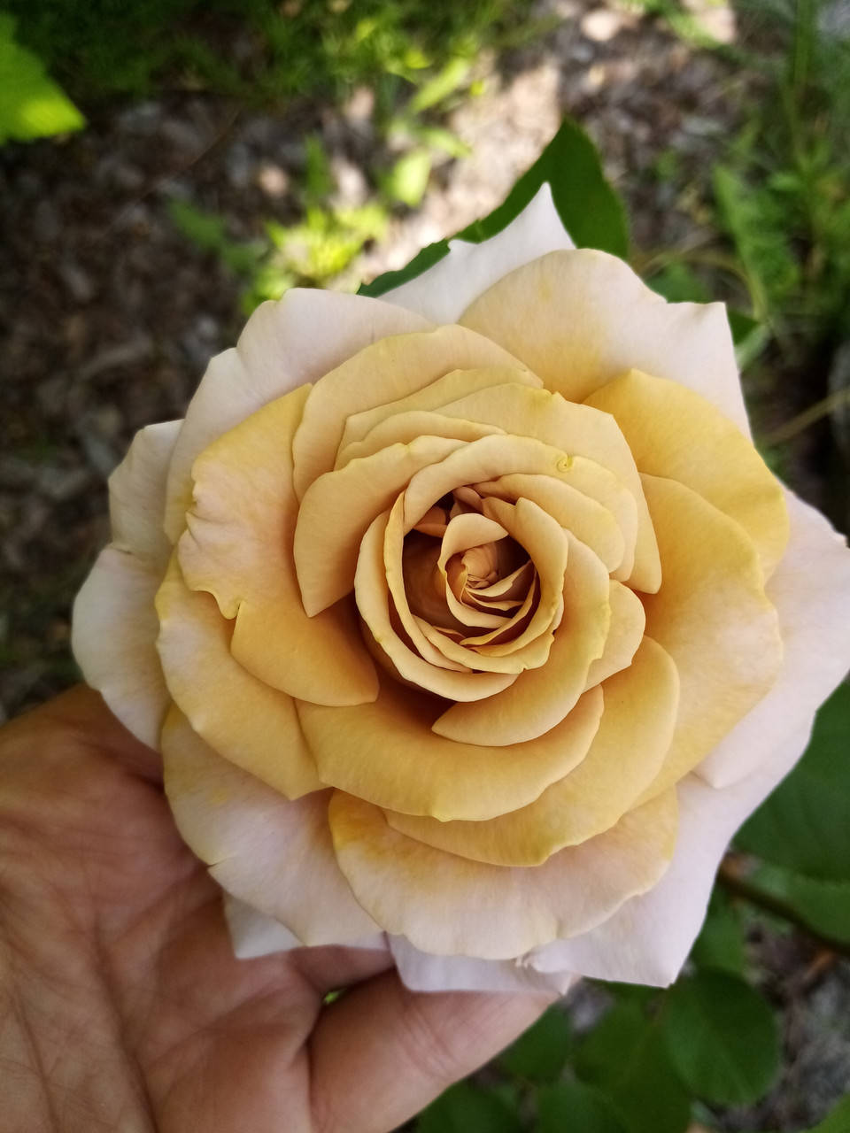 

Роза чайно-гибридная Хани дижон