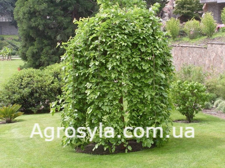 

“Плакуча Шовковиця” висота штамба 120-140см.