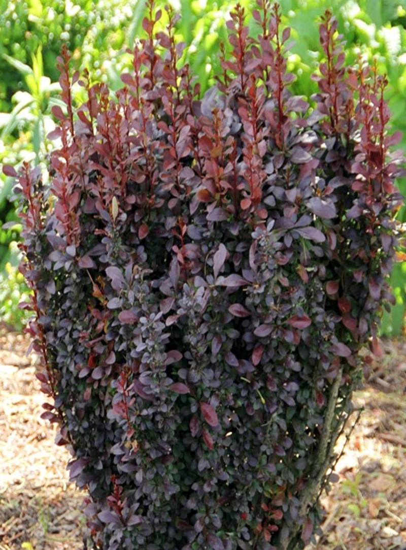 

Барбарис Тунберга "Red Rocket", 30-40 см, 3-летки, контейнер 0,5 л