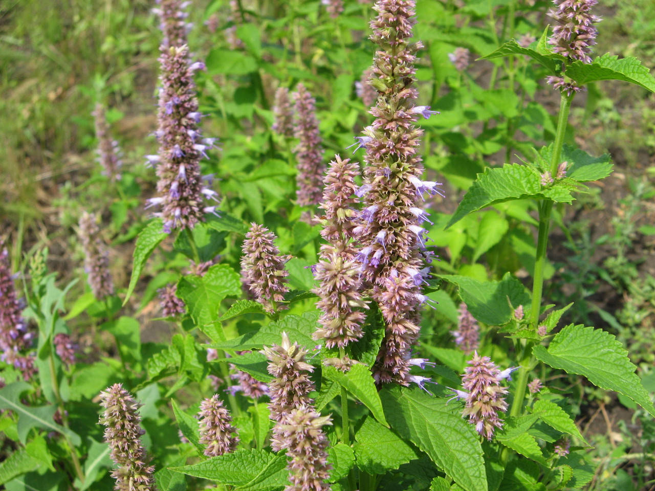 

Лофант анисовый, 10 грамм, семена, медоносов, лекарственных трав