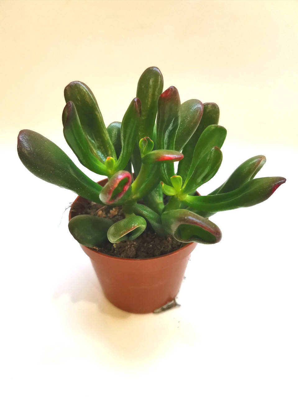 

Крассула Crassula ovata Red horn Суккулент Комнатное растение, Красный