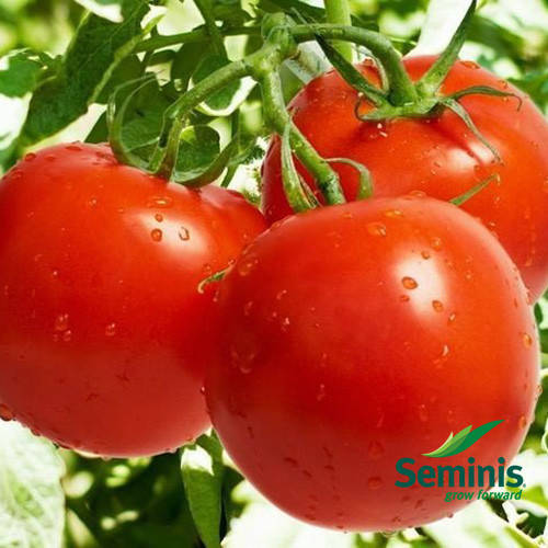 

Таня F1 10 шт семена томата низкорослого Seminis Голландия