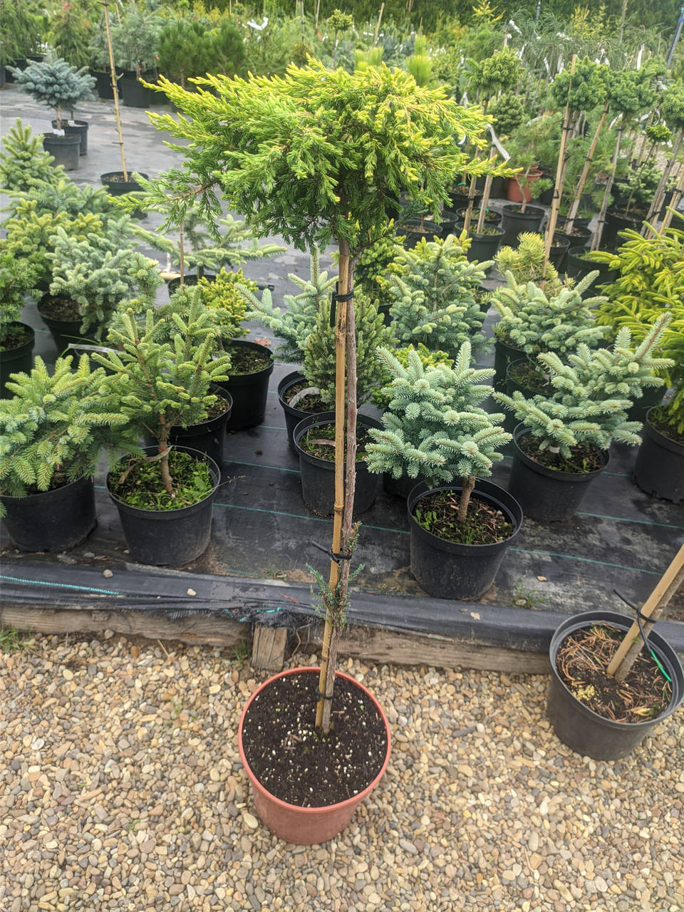 

Juniperus communis Goldschatz C-5