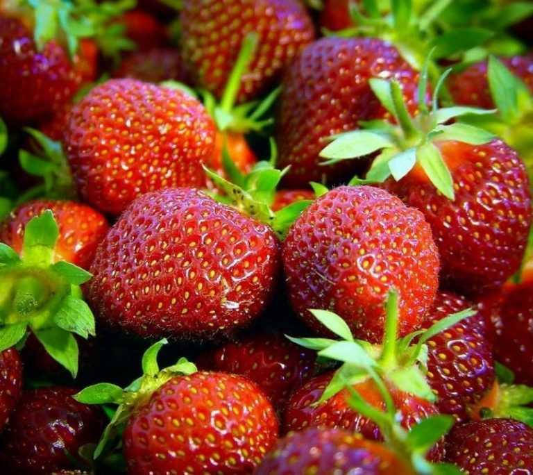 

Клубника Эрли глоу