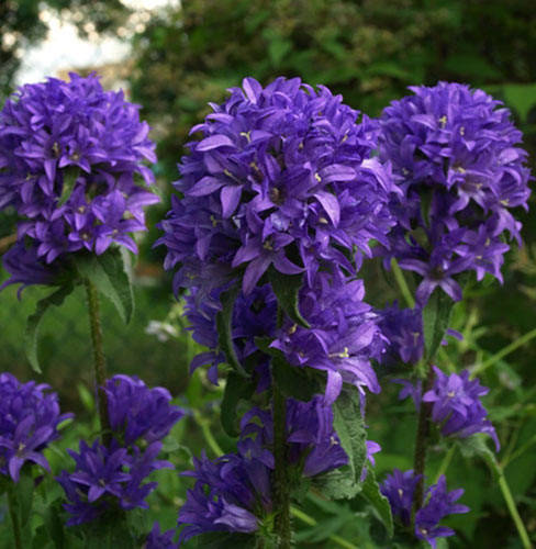 

Колокольчик скученный синий Genti Blue, контейнер 0,5 л