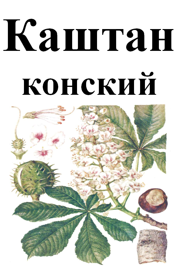 

Конский каштан цвет, 35 грамм
