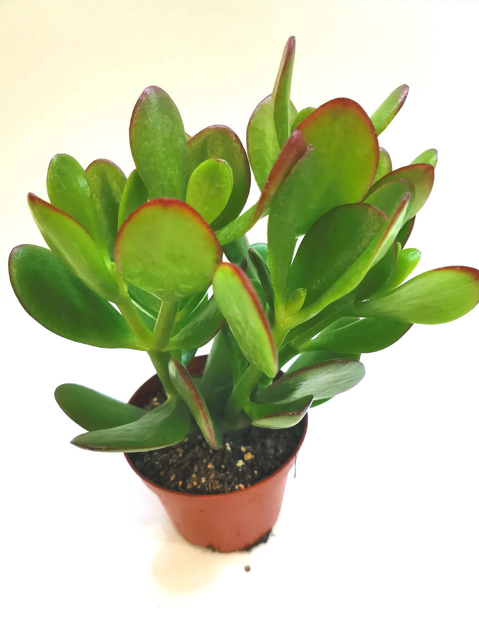 

Крассула Crassula ovata Суккулент Комнатное растение
