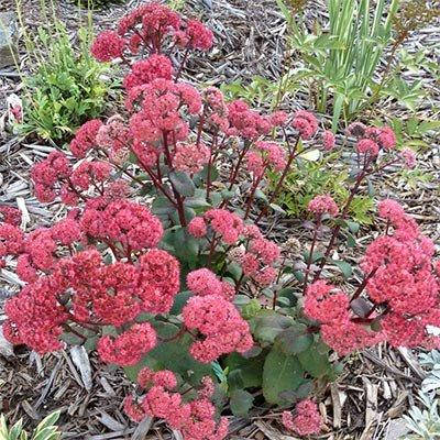 

Седум Red Cauli (саженцы)