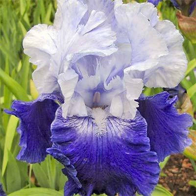 

Ирис Cross Current (корневища)