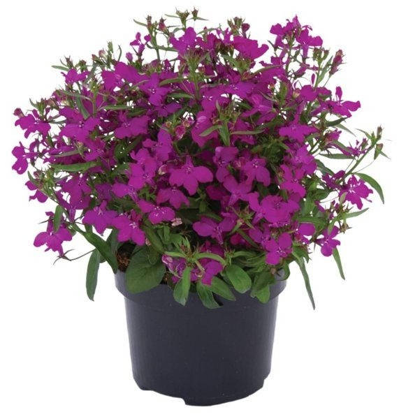 

Лобелия вегетативная "Sweet Springs Purple" рассада в горшке 0,25л