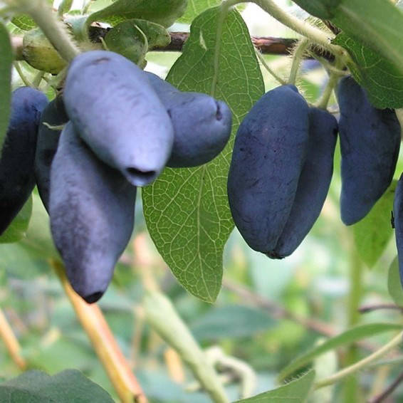 

Саженцы жимолости съедобной Югана - ранняя, урожайная, зимостойкая