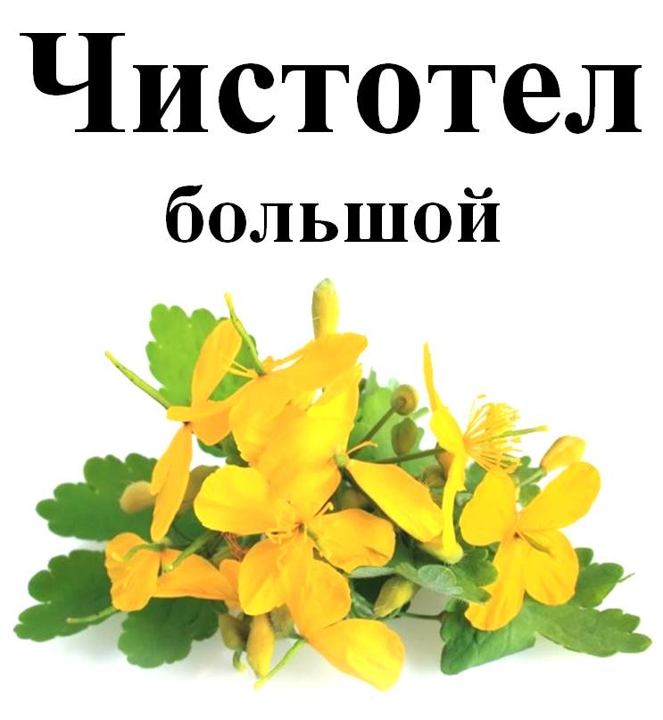 

Чистотел большой, 40 грамм