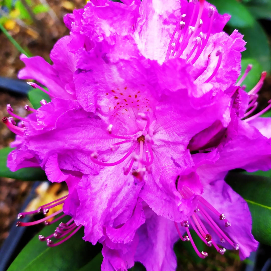 

Рододендрон catawbiense grandiflorum в горшке 5л