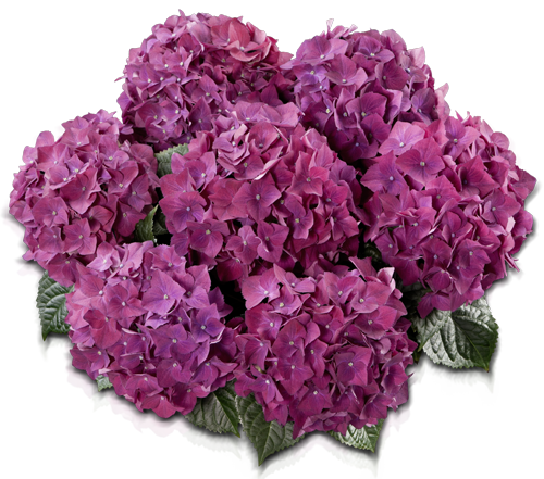 

Гортензия крупнолистная Hot Red Purple горшок С2
