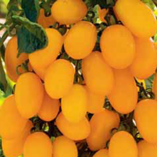 

Томат “Черри” жёлтые сливки низкие, 0,2 г