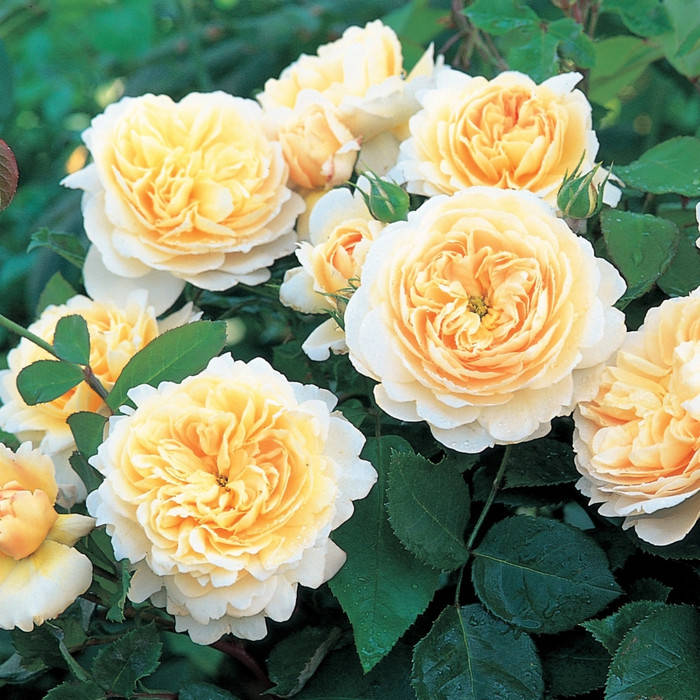 

Крокус Роуз (Crocus Rose)
