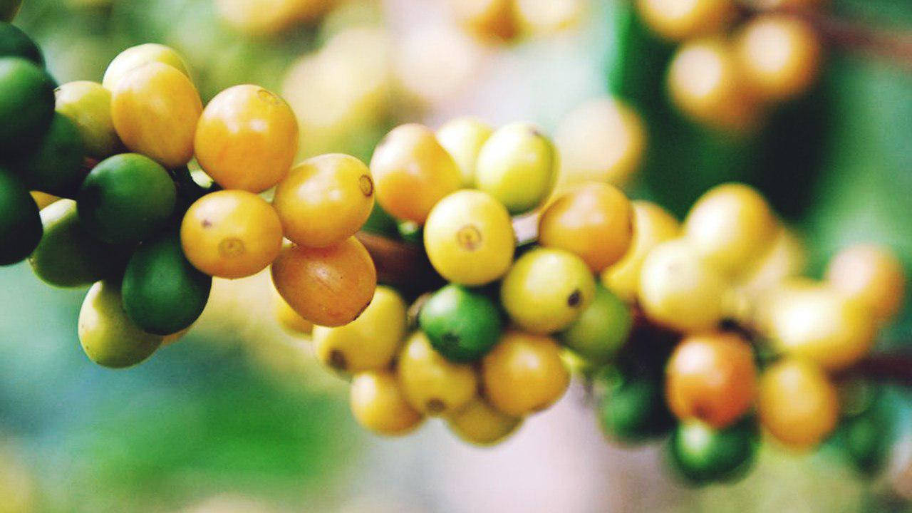

Кава Бразилія Жовтий Бурбон (Brazil Yellow Bourbon)