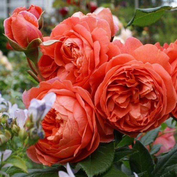 

Роза Саммер Сонг Англ