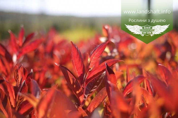 

Weigela florida 'Wings Of Fire', Вейгела квітуча 'Вінгз оф Фаєр',C2 - горщик 2л