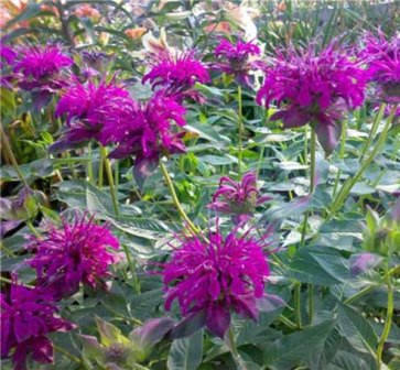 

Монарда фиолетовая