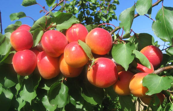 

Саженцы абрикоса КОНГАТ позднего срока созревания