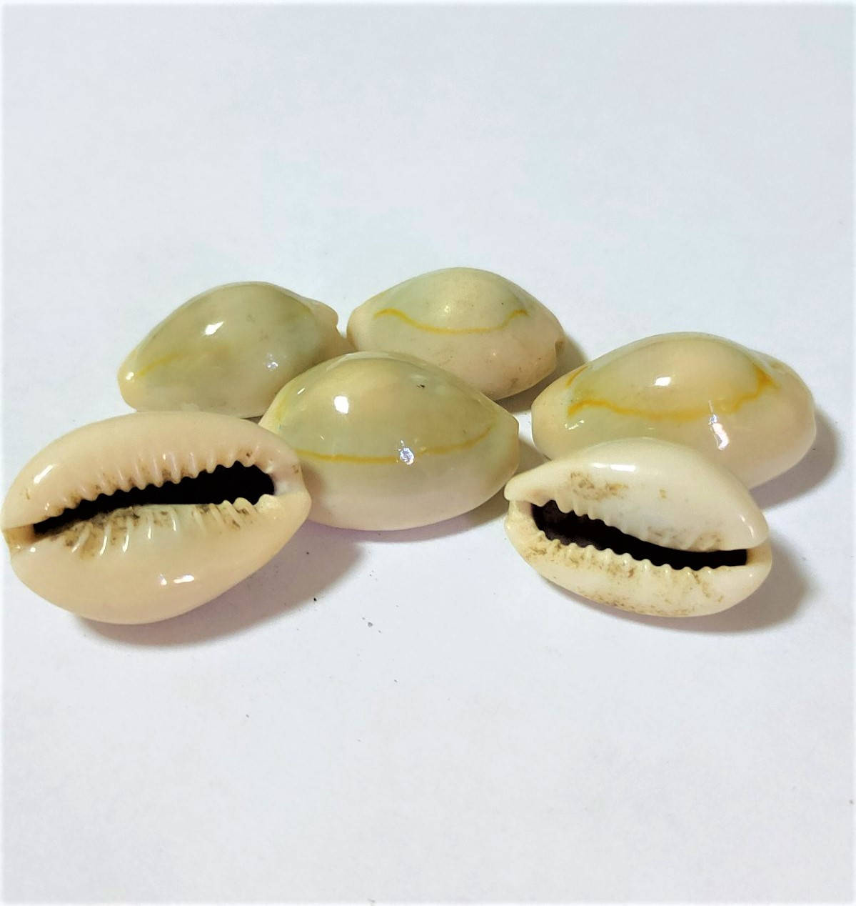

Мушлі Каурі 100г, Ракушки Каури, Cypraea moneta, Cowrie, Аюрведа Здесь