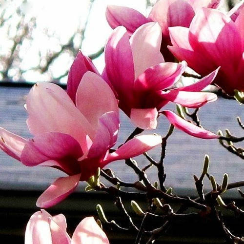 

Магнолия суланжа розовая рассада, Magnolia soulangeana