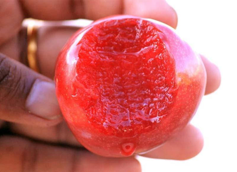 

Саженцы сливы САНТА РОЗА (двухлетний) среднего срока созревания