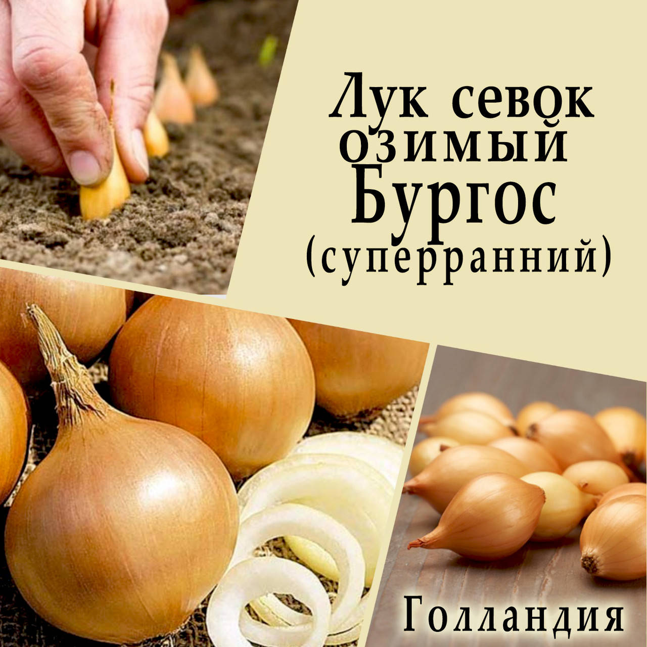 

Лук - севок озимый Бургос (Burgos), Голландия, 1 кг