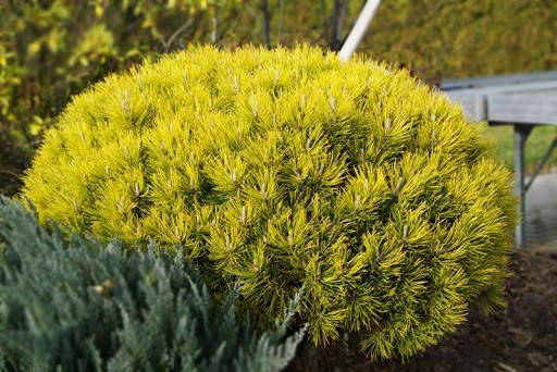 

Сосна горная Офир / С7,5 / h 20-30 / Pinus mugo Ophir