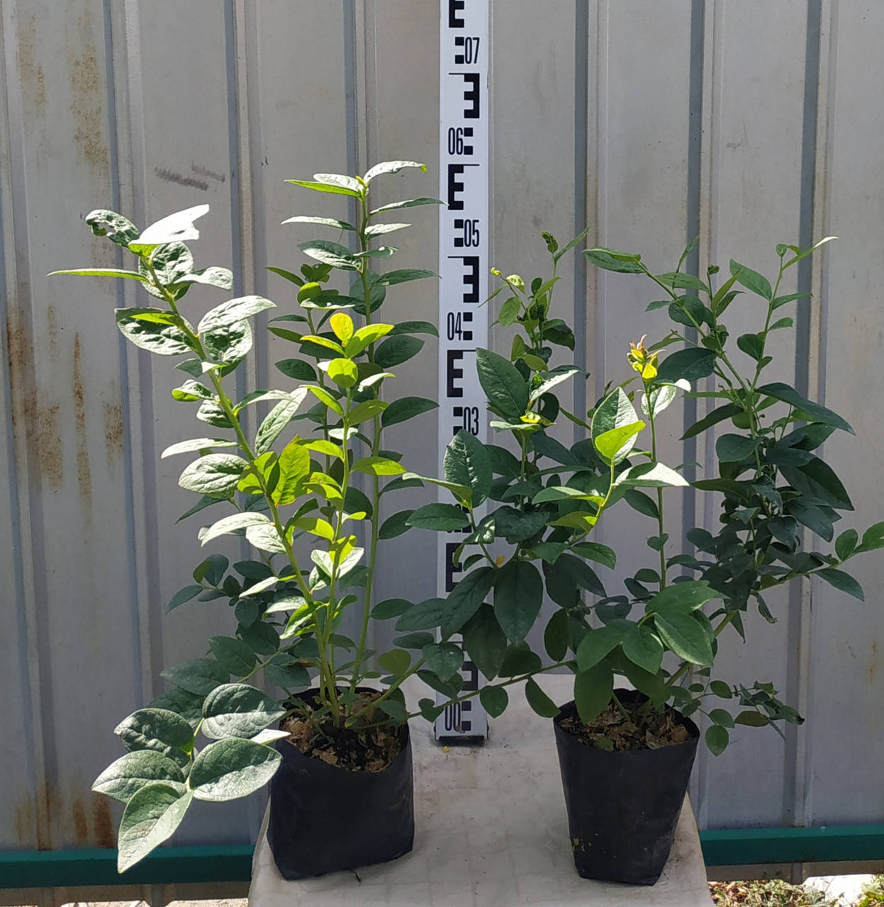 

"Чандлер "- полторалетние саженцы голубики в контейнере 1 л.